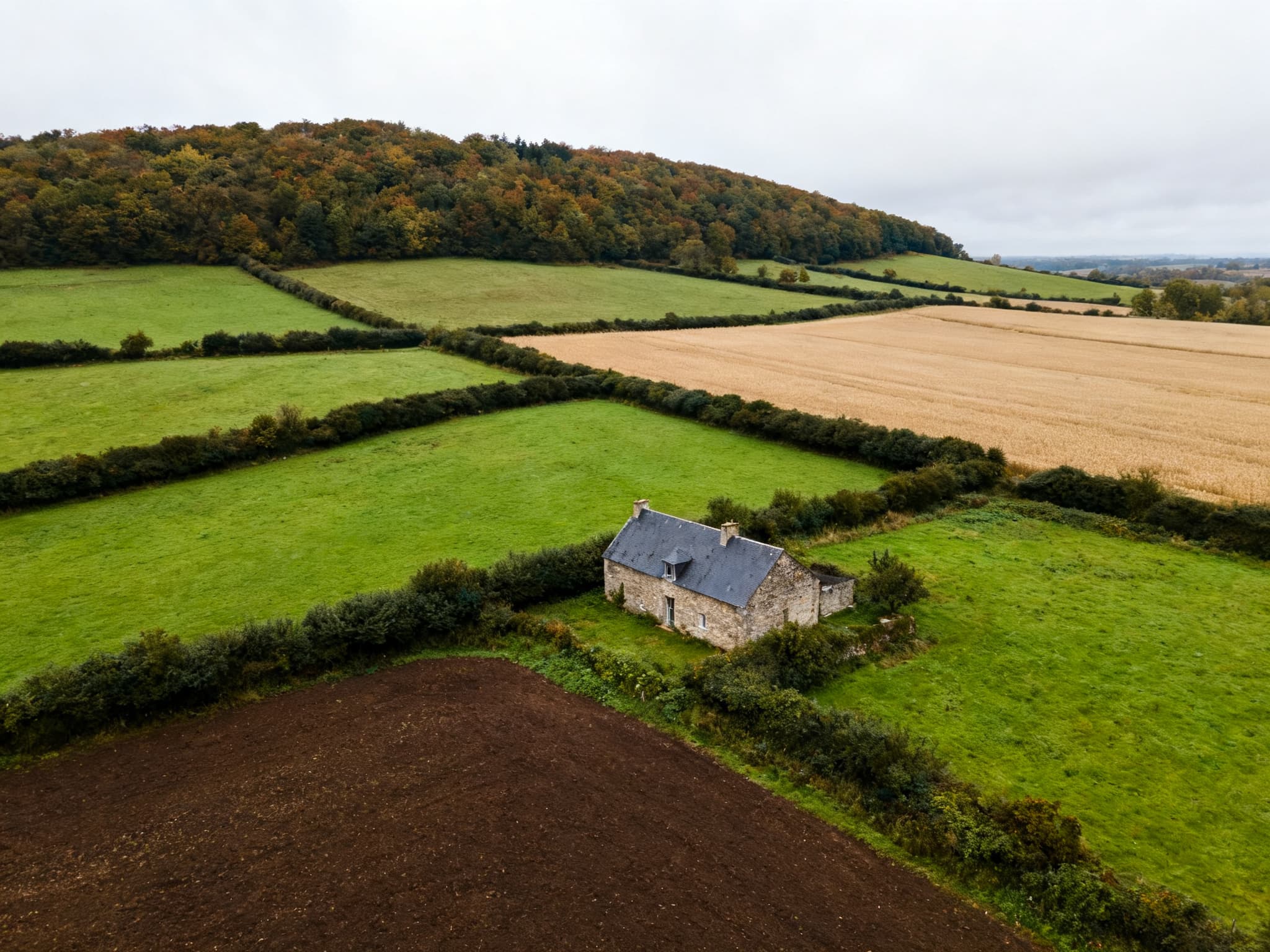 Parcelle agricole bordée de haies dans le bocage ornais