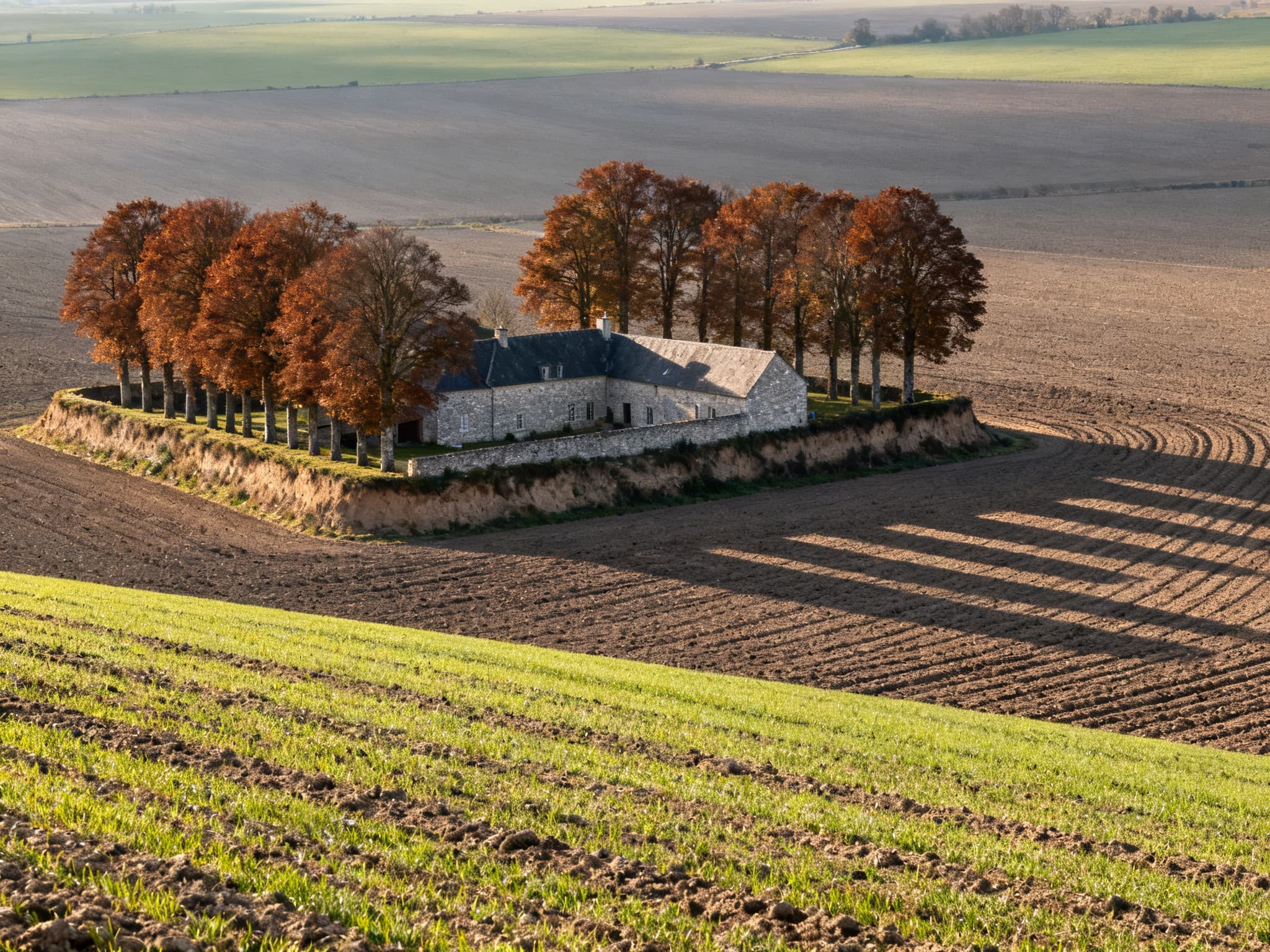 Grande parcelle de culture limoneuse dans le pays de Caux, aux environs d'Yvetot